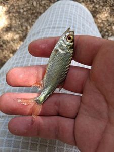 Roach