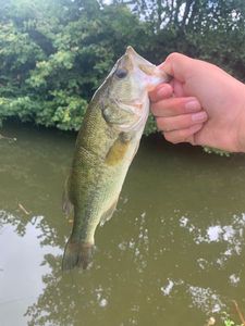 Largemouth Bass