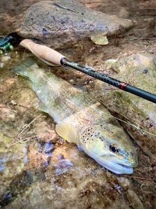 Brown Trout
