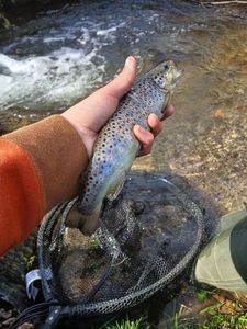 Brown Trout