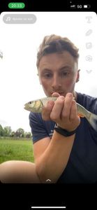 Roach