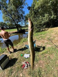 European Eel (Common Eel)