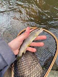 Brown Trout