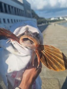 Red Gurnard