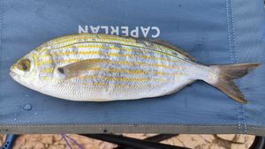 Salema