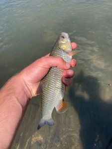 Chub