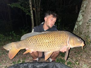 Common Carp