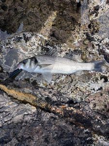 European Bass (Seabass)