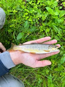 Brown Trout