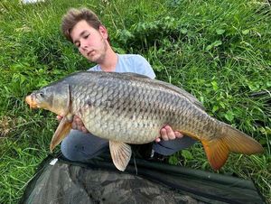 Common Carp