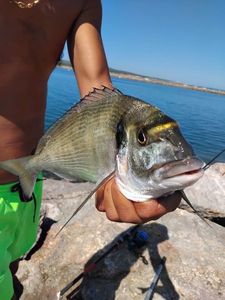 Gilthead Seabream