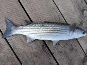 Golden grey mullet