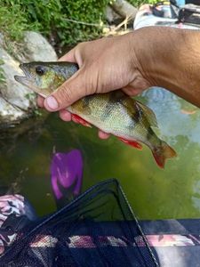 European Perch