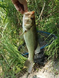Largemouth Bass