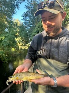 Brown Trout