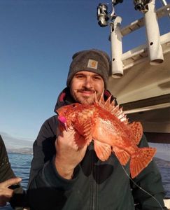 Red Scorpionfish