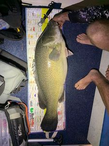 Murray Cod