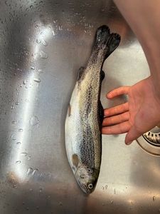 Rainbow Trout