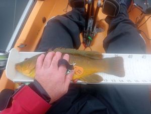 Ballan Wrasse