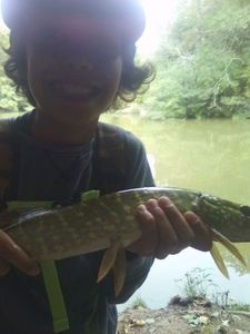 Northern Pike