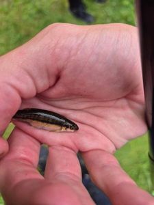 Common Minnow