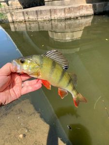 European Perch