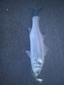 European Bass (Seabass)