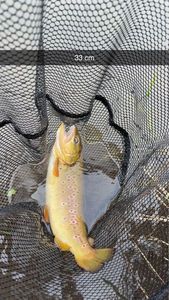 Brown Trout