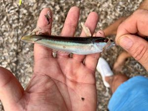 Mediterranean Rainbow Wrasse