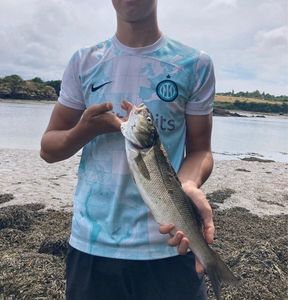 European Bass (Seabass)
