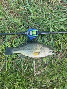 Largemouth Bass