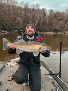 Zander