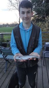 Rainbow Trout