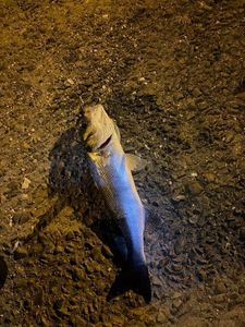 European Bass (Seabass)