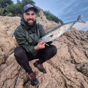 Atlantic Bonito