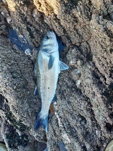 European Bass (Seabass)