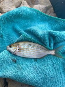 Salema