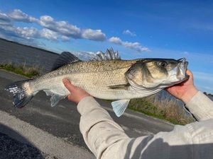 European Bass (Seabass)