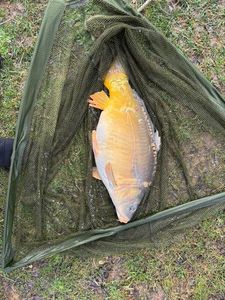 Mirror Carp