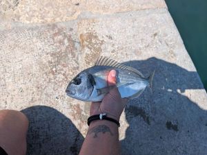 Gilthead Seabream