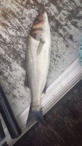European Bass (Seabass)