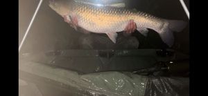 Grass Carp