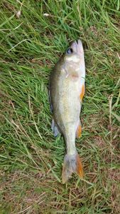 European Perch
