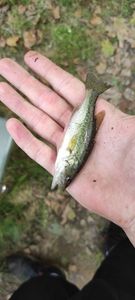 Largemouth Bass