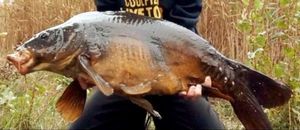 Mirror Carp