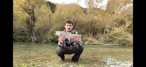 Brown Trout