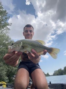 Largemouth Bass