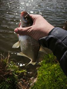 White bream