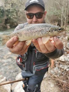 Brown Trout
