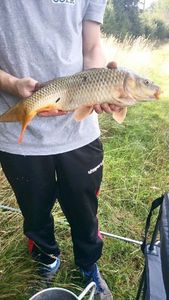 Common Carp